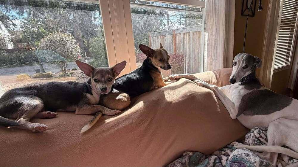 Cinnabon, a Adoptable mixed breed in Bend, OR image 2/5