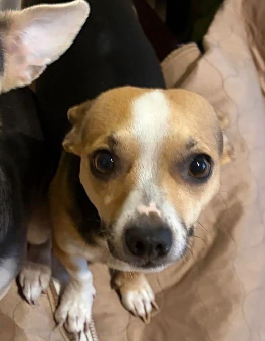 Cinnabon, a Adoptable mixed breed in Bend, OR image 5/5