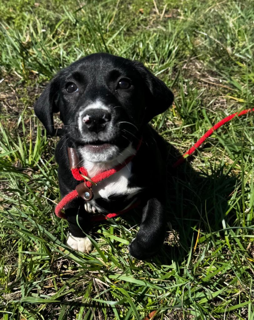Babbler, Adoptable, Puppy Female Labrador Retriever & Spaniel.