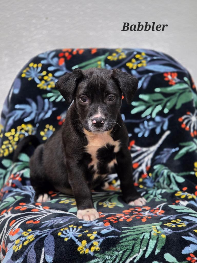Enlarge Babbler, a Adoptable mixed breed in Clinton, SC image 2/2