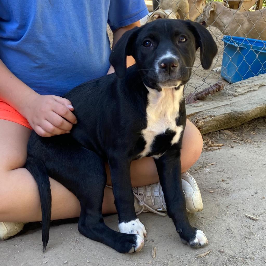 Enlarge Babbler, a Adoptable mixed breed in Clinton, SC image 3/3
