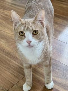 Ping, Adoptable, Young Male Domestic Short Hair.