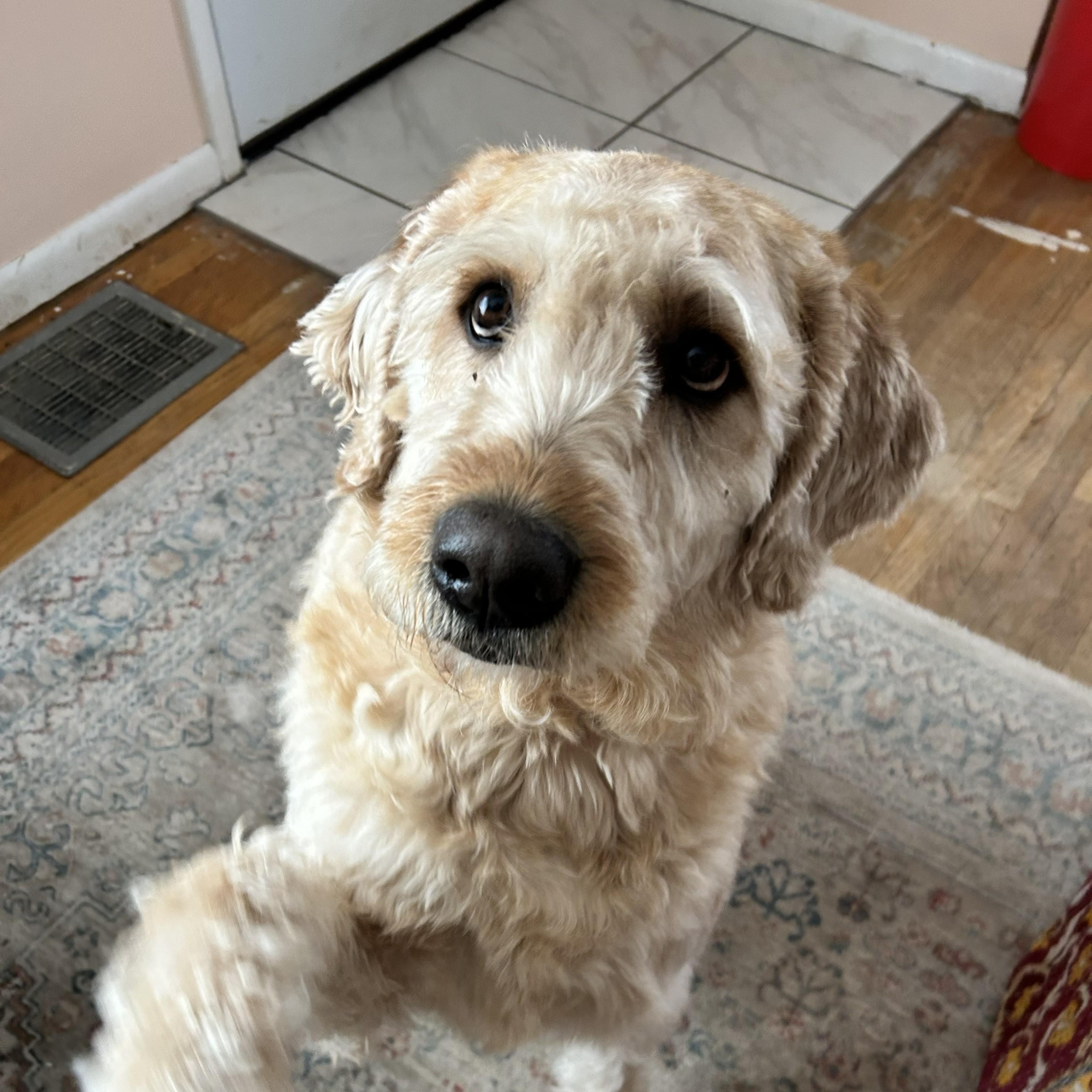Enlarge MAX-NEBRASKA, a Adoptable Labradoodle in FREMONT, NE image 3/6