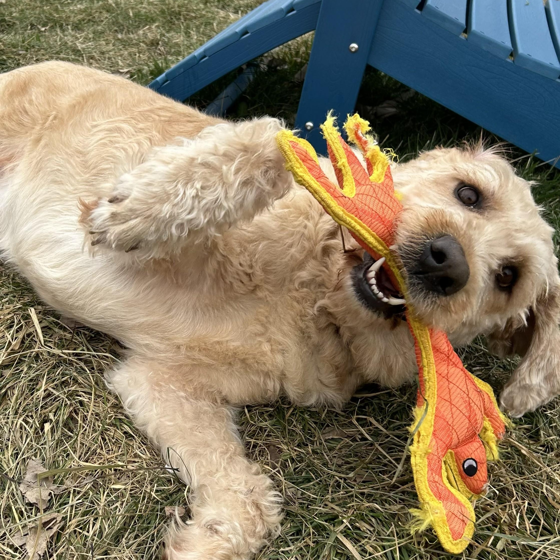 Enlarge MAX-NEBRASKA, a Adoptable Labradoodle in FREMONT, NE image 4/6