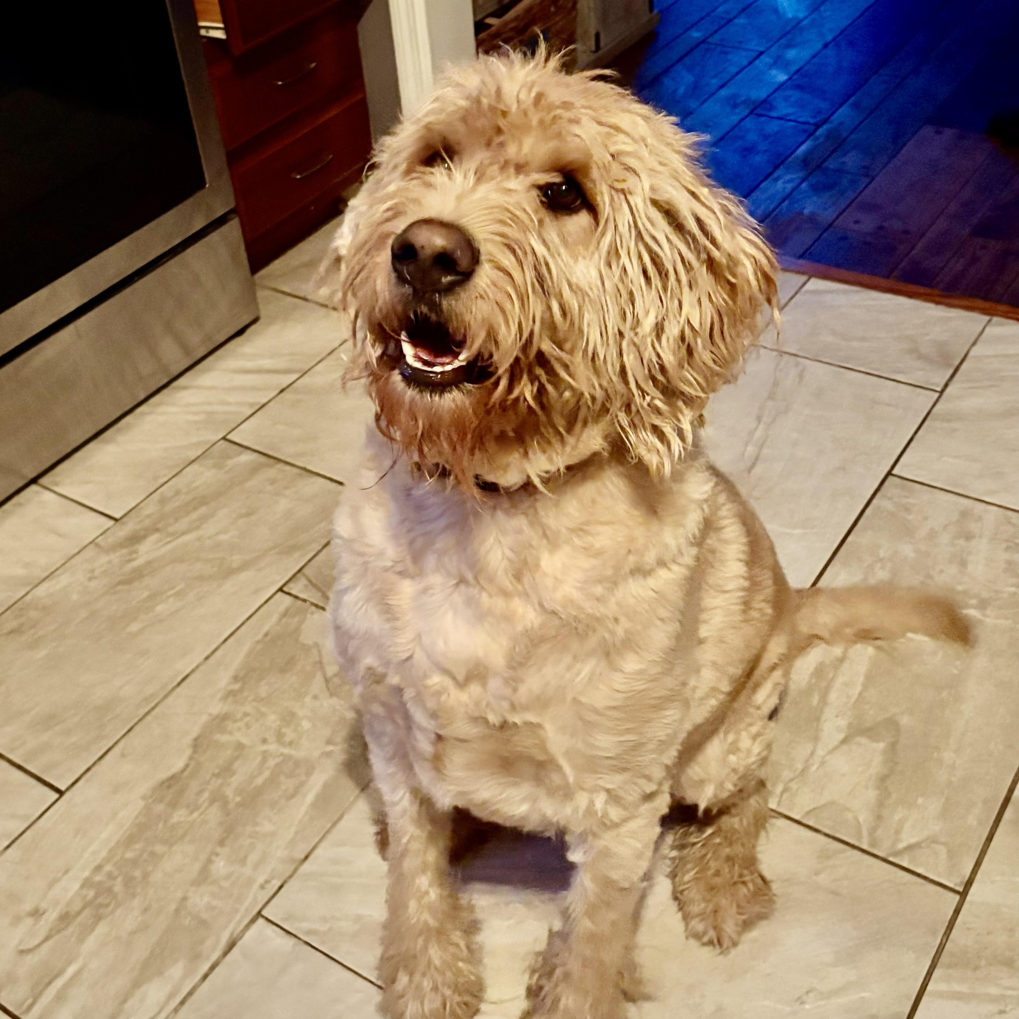 Enlarge MAX-NEBRASKA, a Adoptable Labradoodle in FREMONT, NE image 5/6