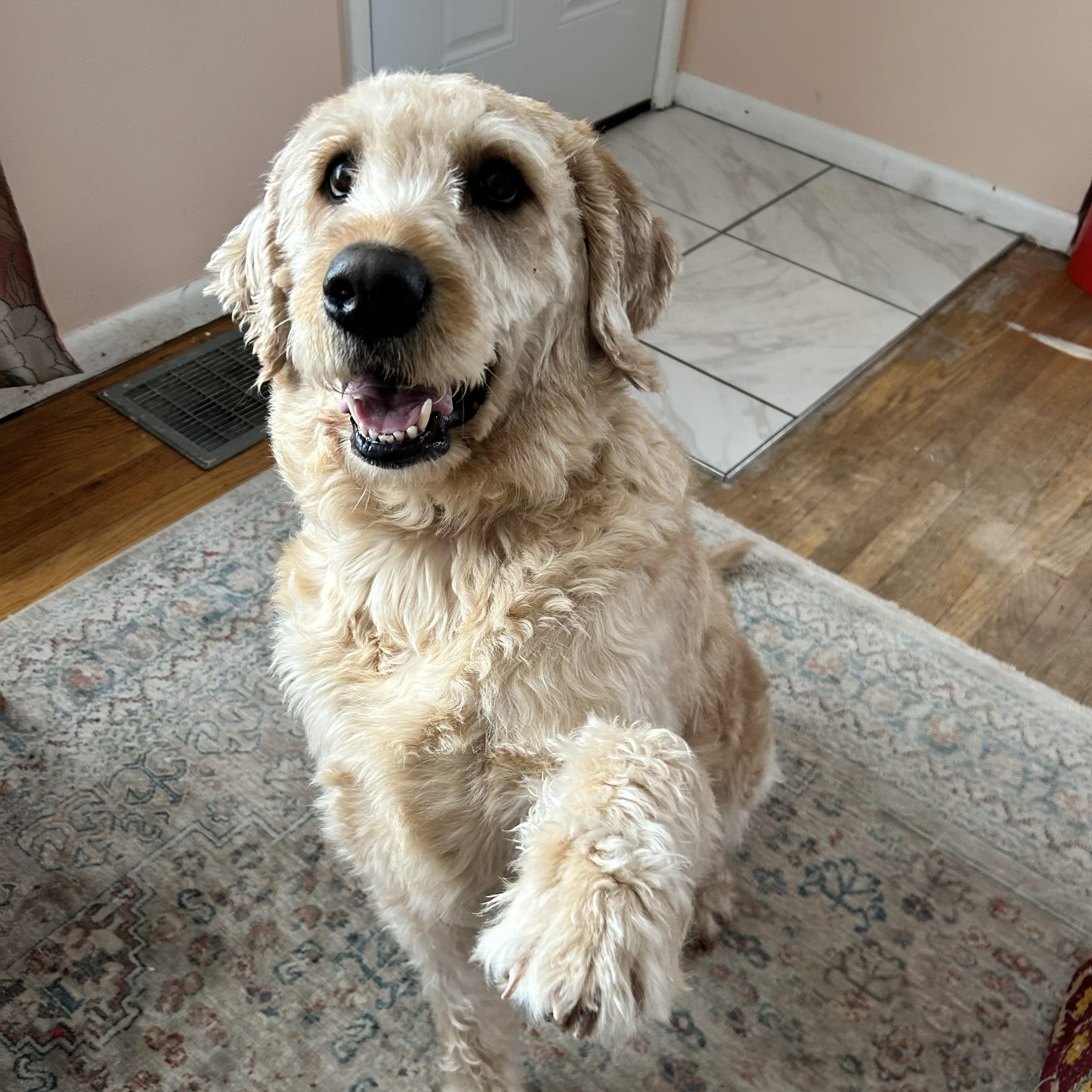 Enlarge MAX-NEBRASKA, a Adoptable Labradoodle in FREMONT, NE image 1/6