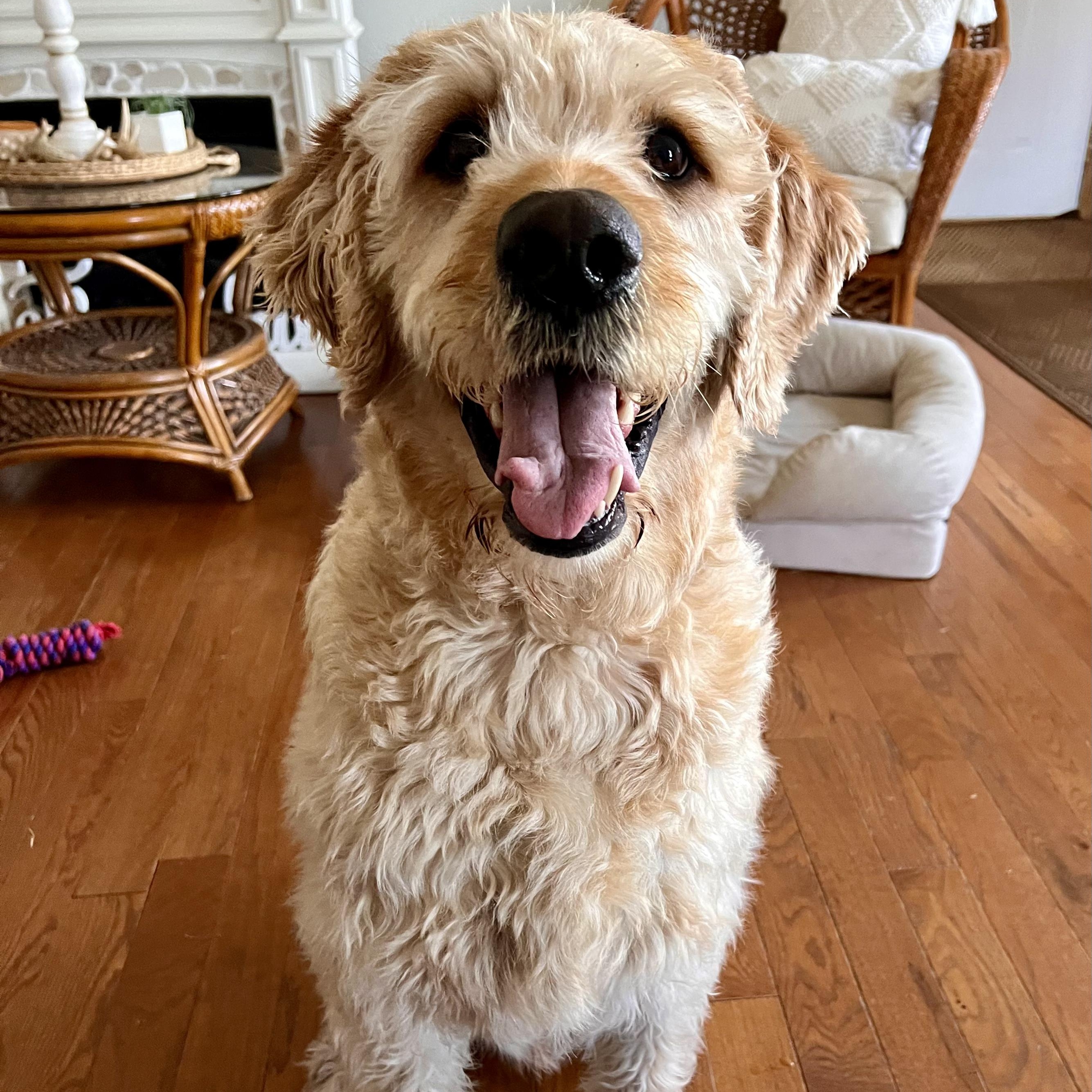 Enlarge MAX-NEBRASKA, an adopted Labradoodle in FREMONT, NE image 1/6