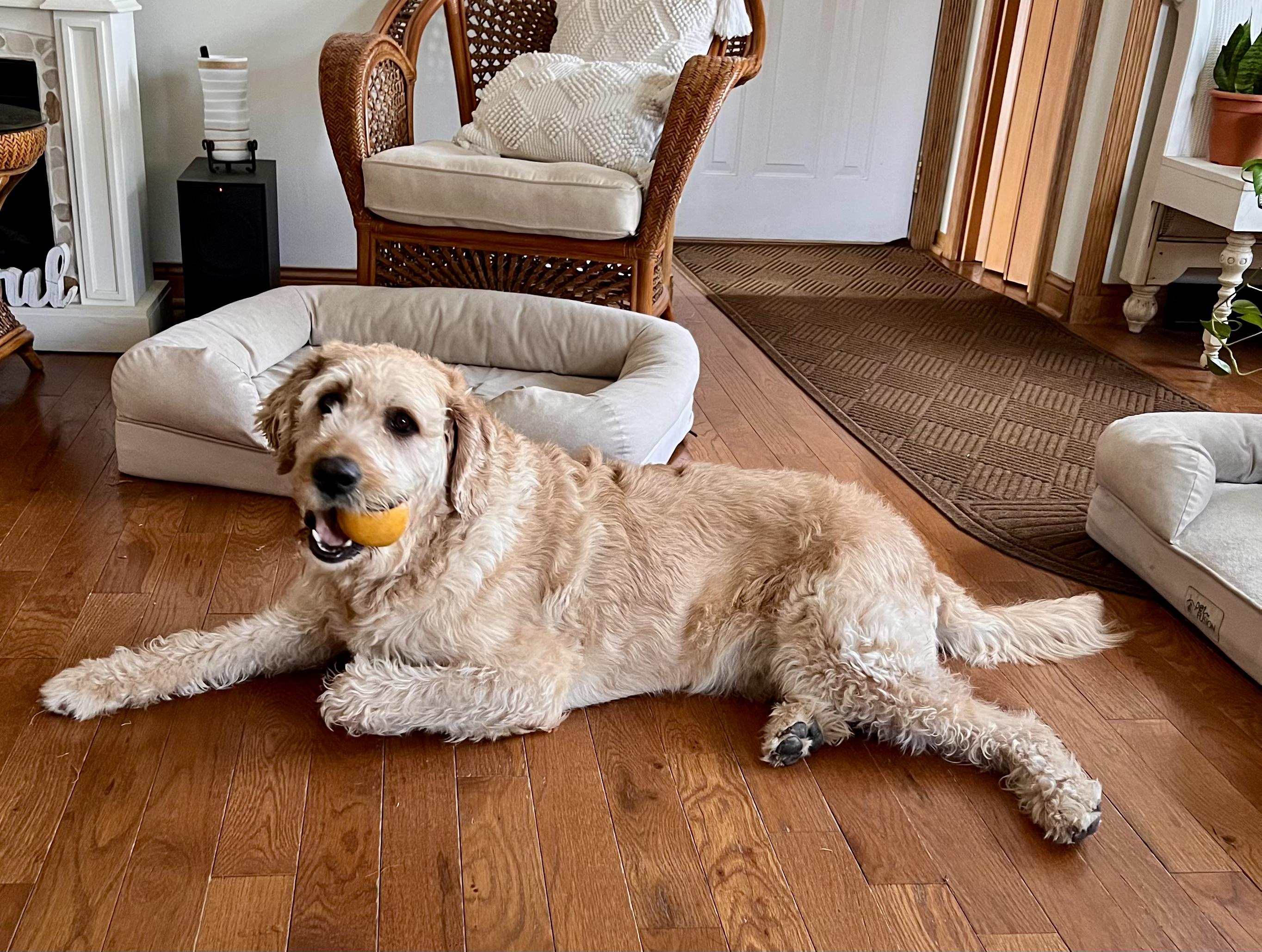 Enlarge MAX-NEBRASKA, an adopted Labradoodle in FREMONT, NE image 2/6
