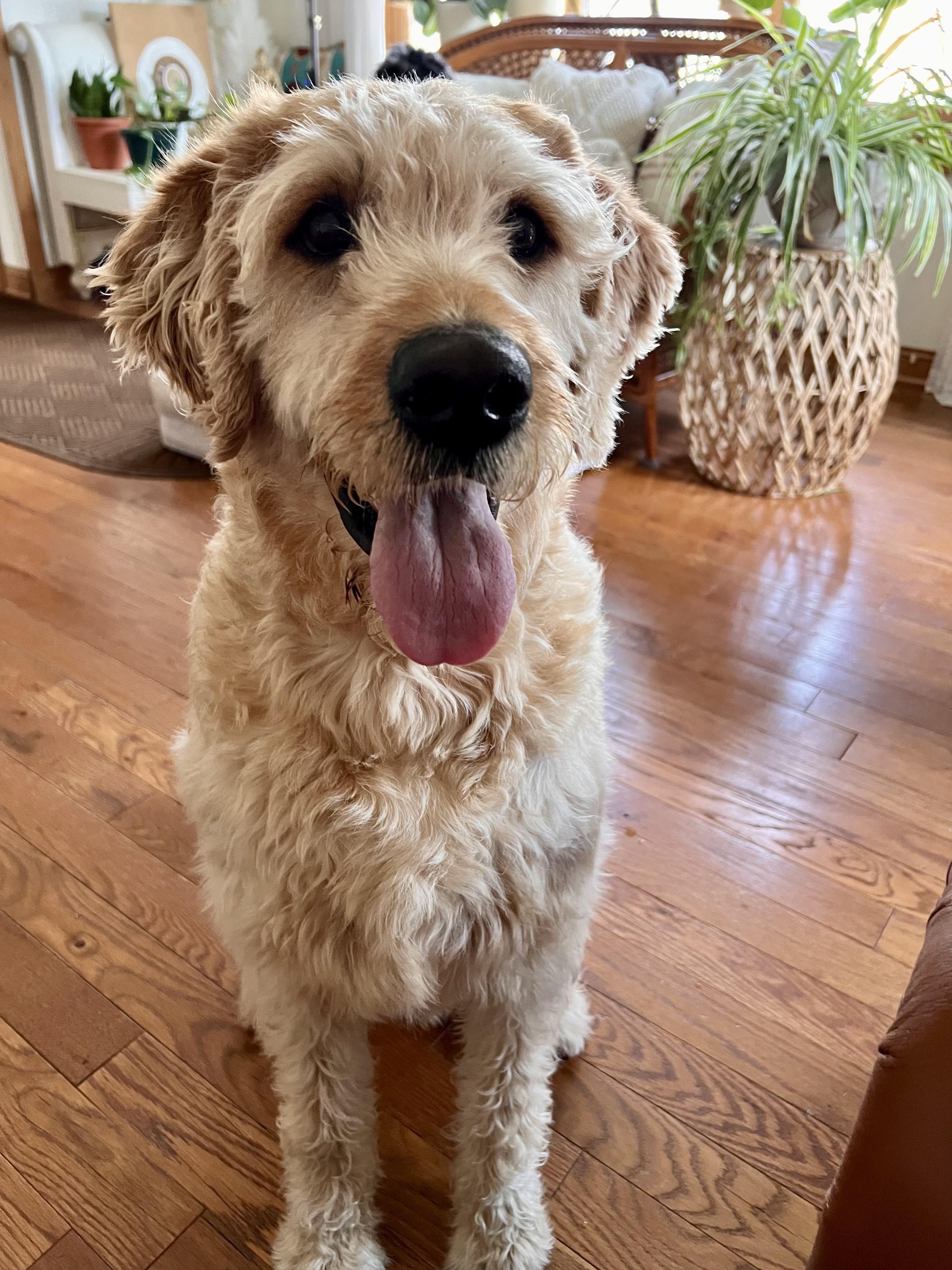 Enlarge MAX-NEBRASKA, an adopted Labradoodle in FREMONT, NE image 4/6