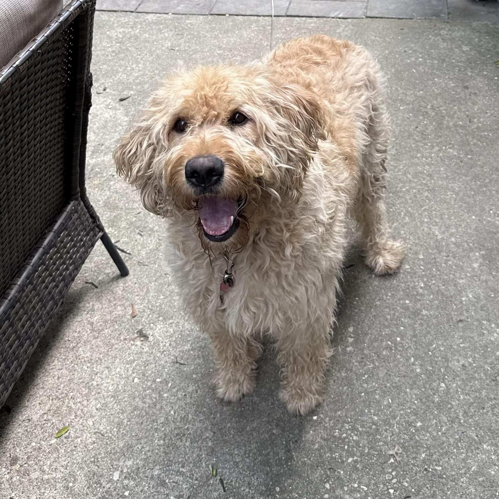 Enlarge MAX-NEBRASKA, a Adoptable Labradoodle in FREMONT, NE image 2/6
