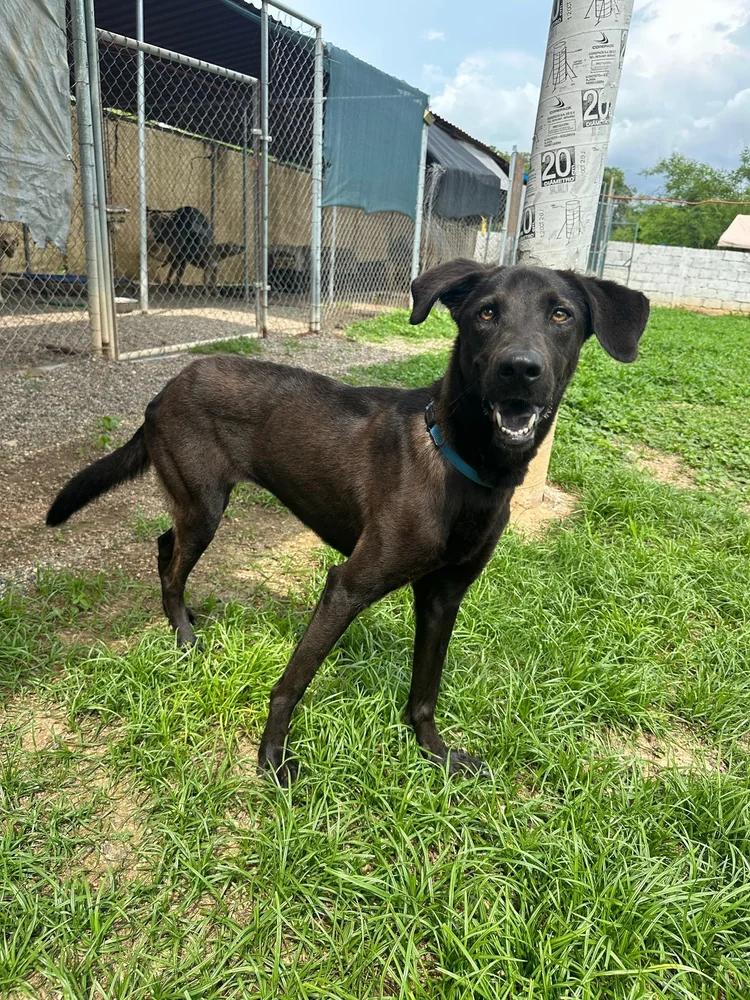 Enlarge Herman, a Adoptable mixed breed in Seattle, WA image 6/6