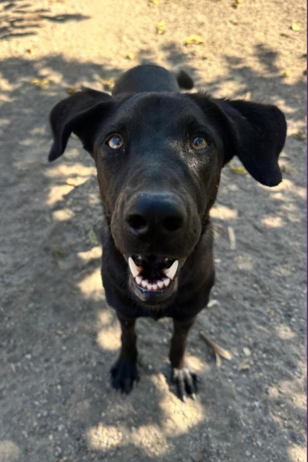 Enlarge Herman, a Adoptable mixed breed in Seattle, WA image 3/6