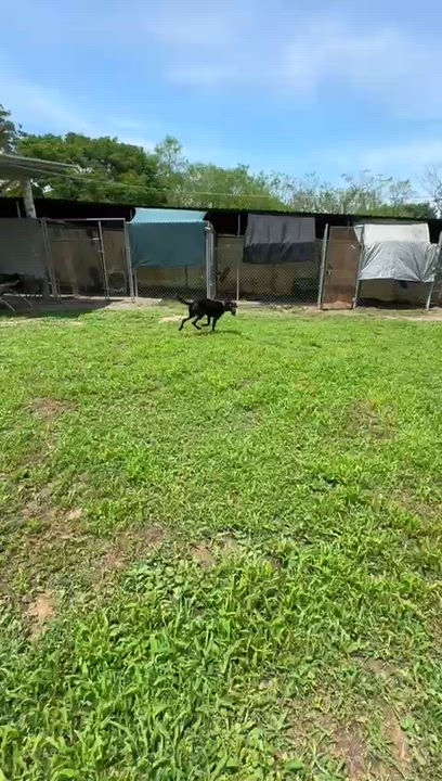 Enlarge Herman, a Adoptable mixed breed in Seattle, WA video 4/6