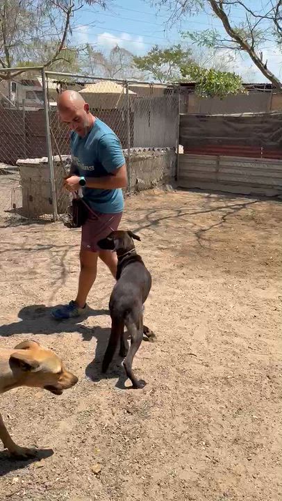 Enlarge Herman, a Adoptable mixed breed in Seattle, WA video 2/6
