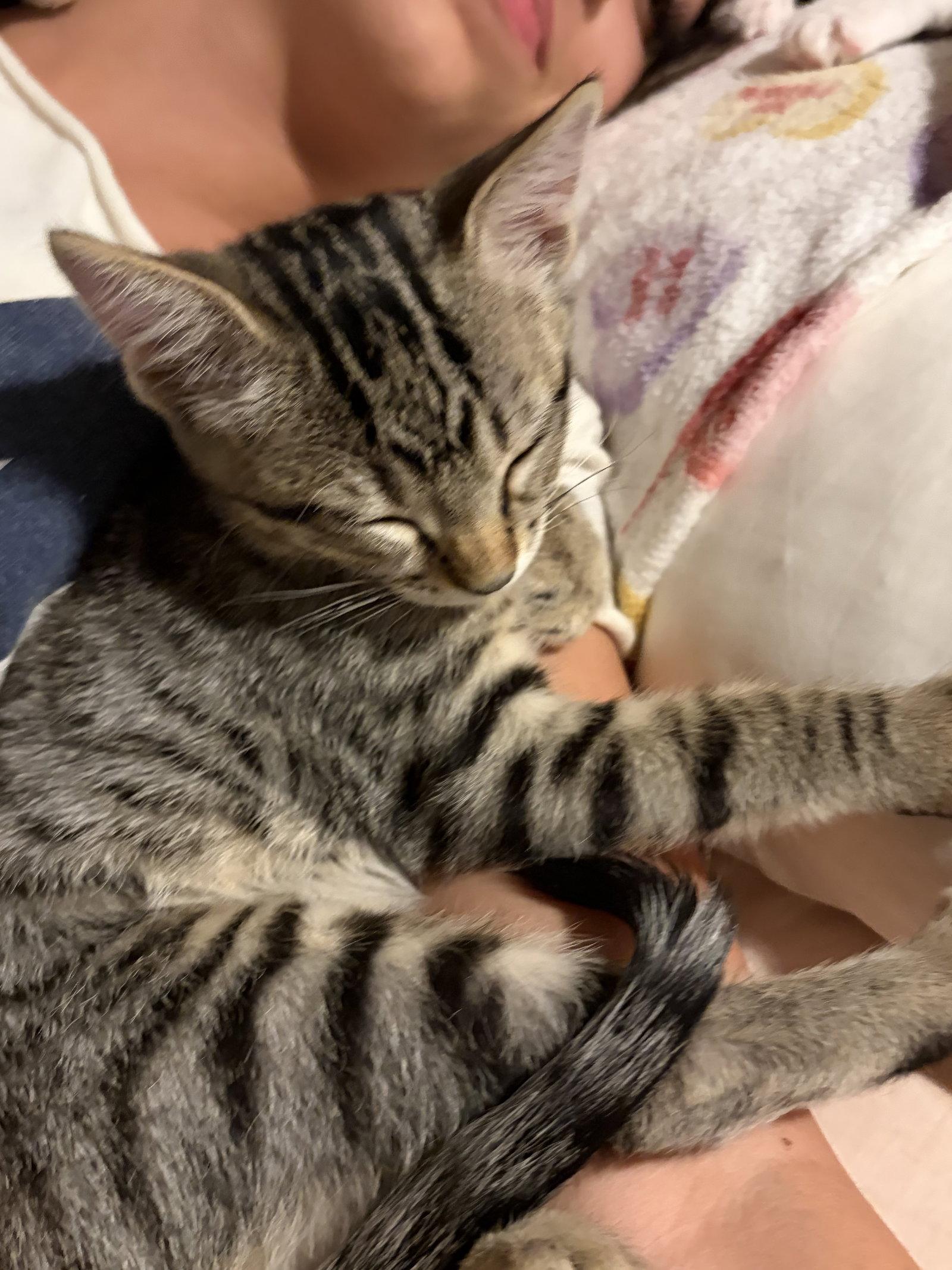 Junior, Adoptable, Kitten Male Domestic Short Hair.