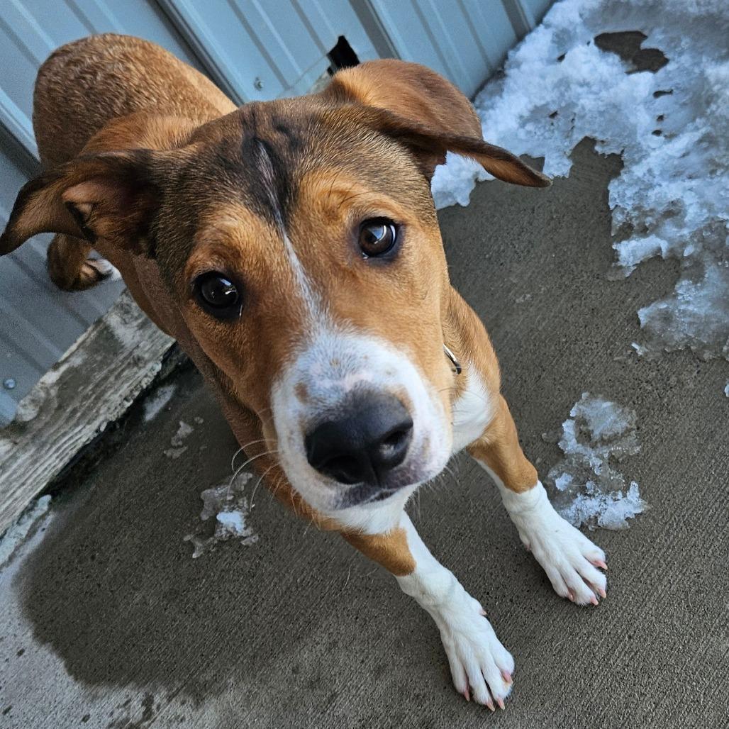 Reba, Adoptable, Young Female Coonhound.