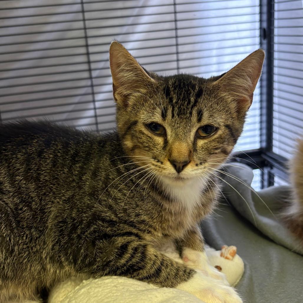 Enlarge Adam Park, a Adoptable Domestic Short Hair in Norfolk, NE image 1/1