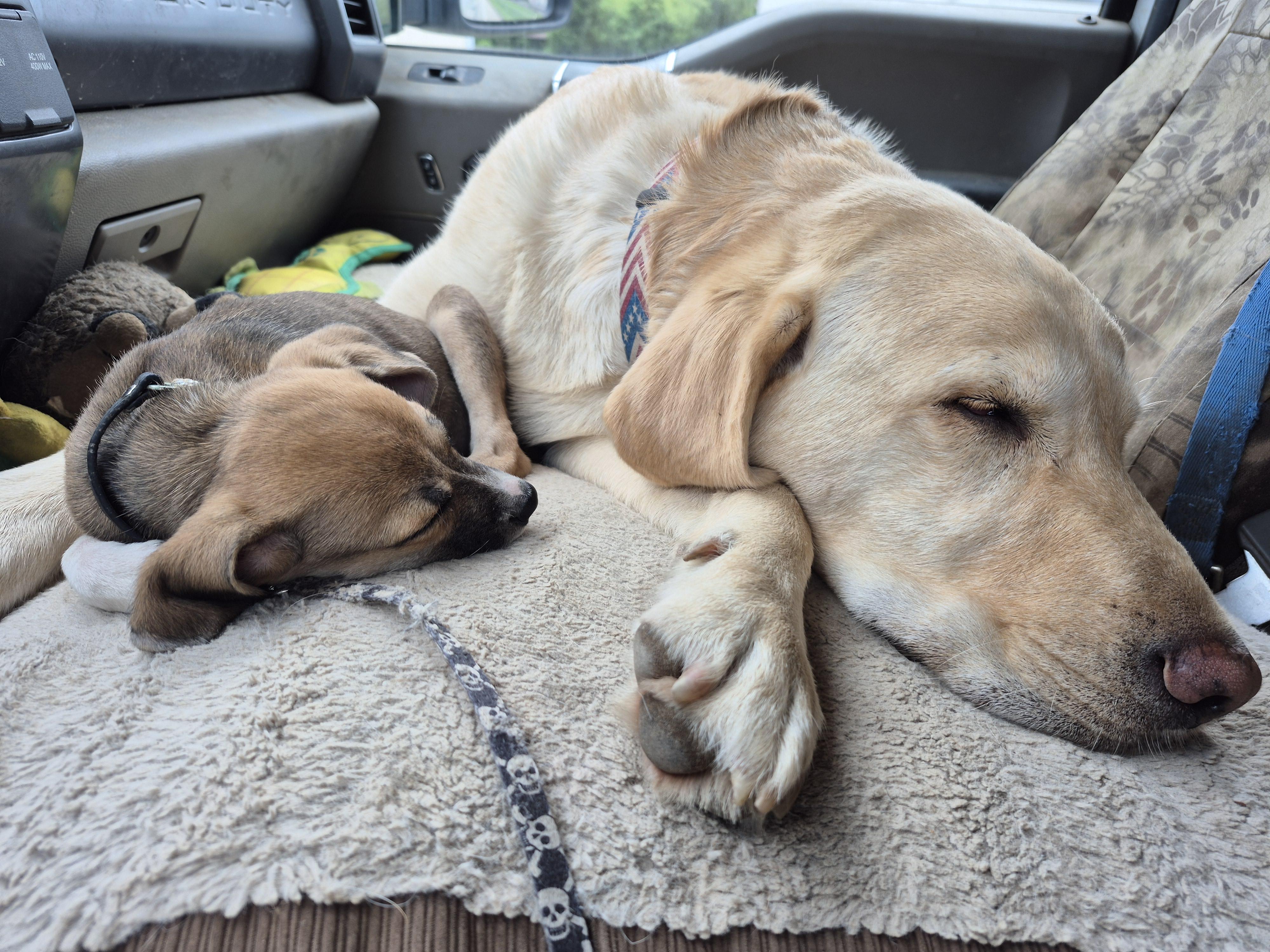 Sandy, a Adopted mixed breed in Plum, PA image 2/4