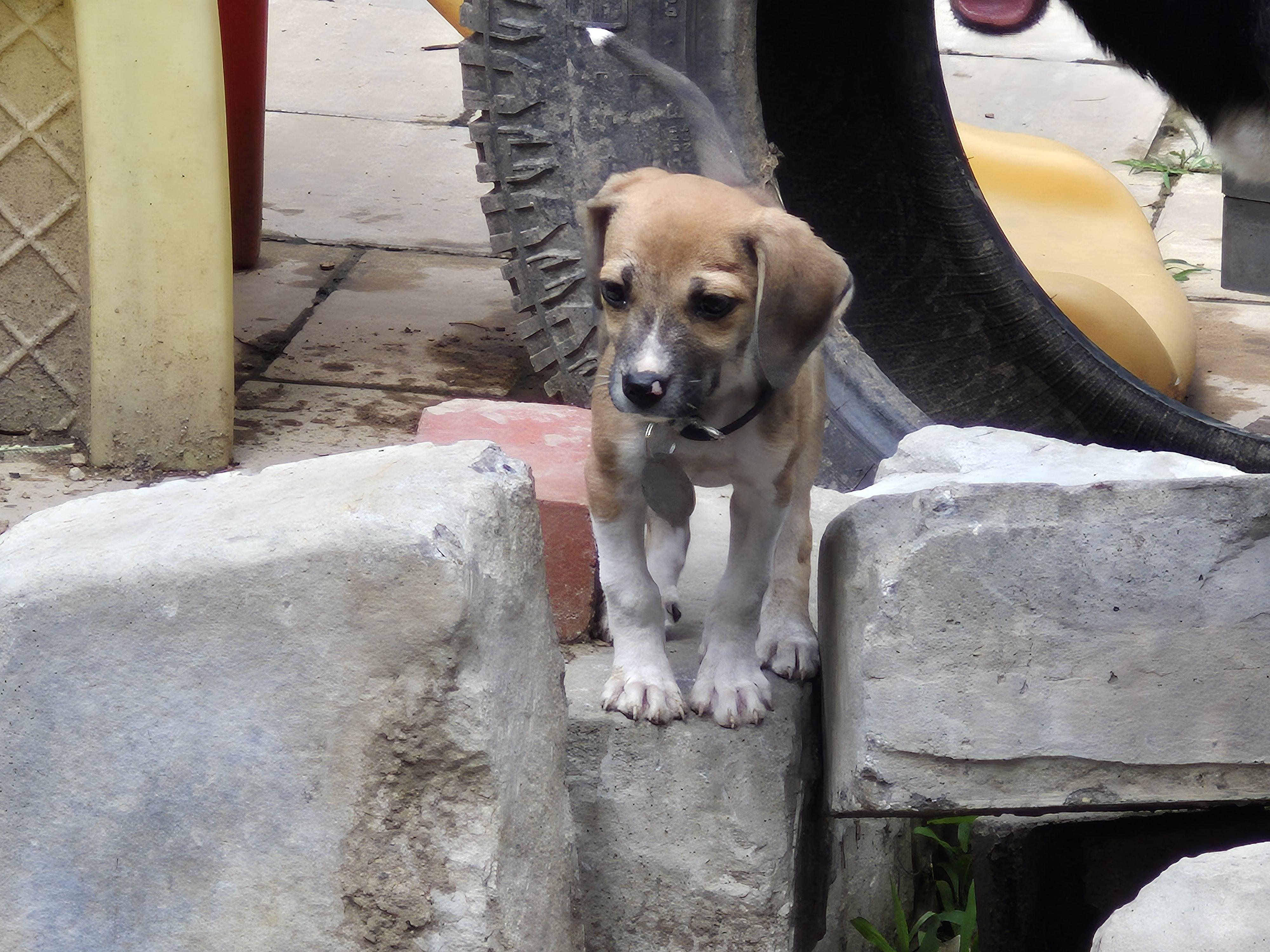 Sandy, a Adopted mixed breed in Plum, PA image 3/4