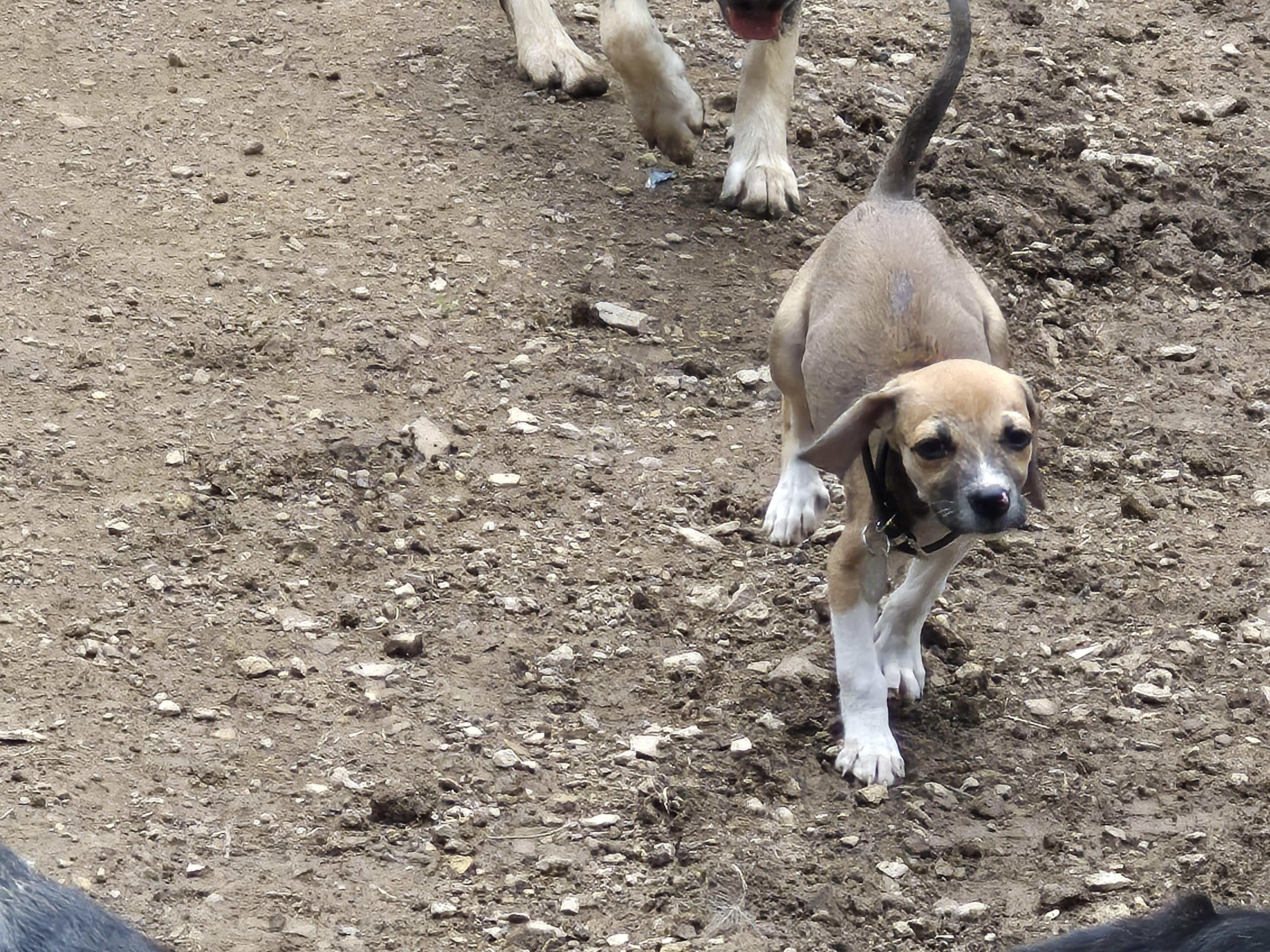 Sandy, a Adopted mixed breed in Plum, PA image 4/4