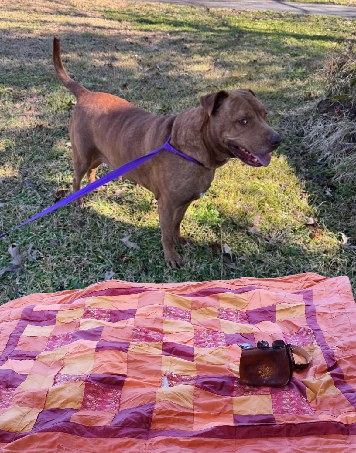 Briskie, a Adoptable mixed breed in Warwick, RI image 2/6