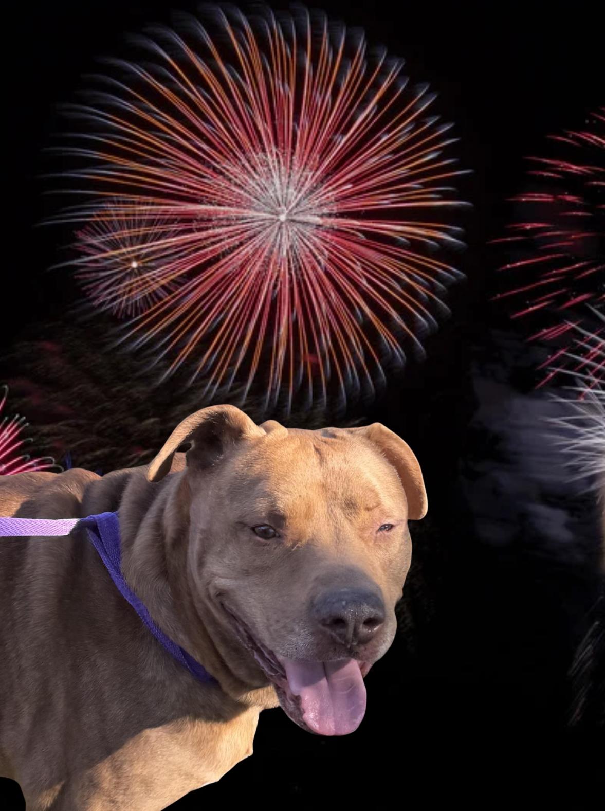 Briskie, a Adoptable mixed breed in Warwick, RI image 5/6