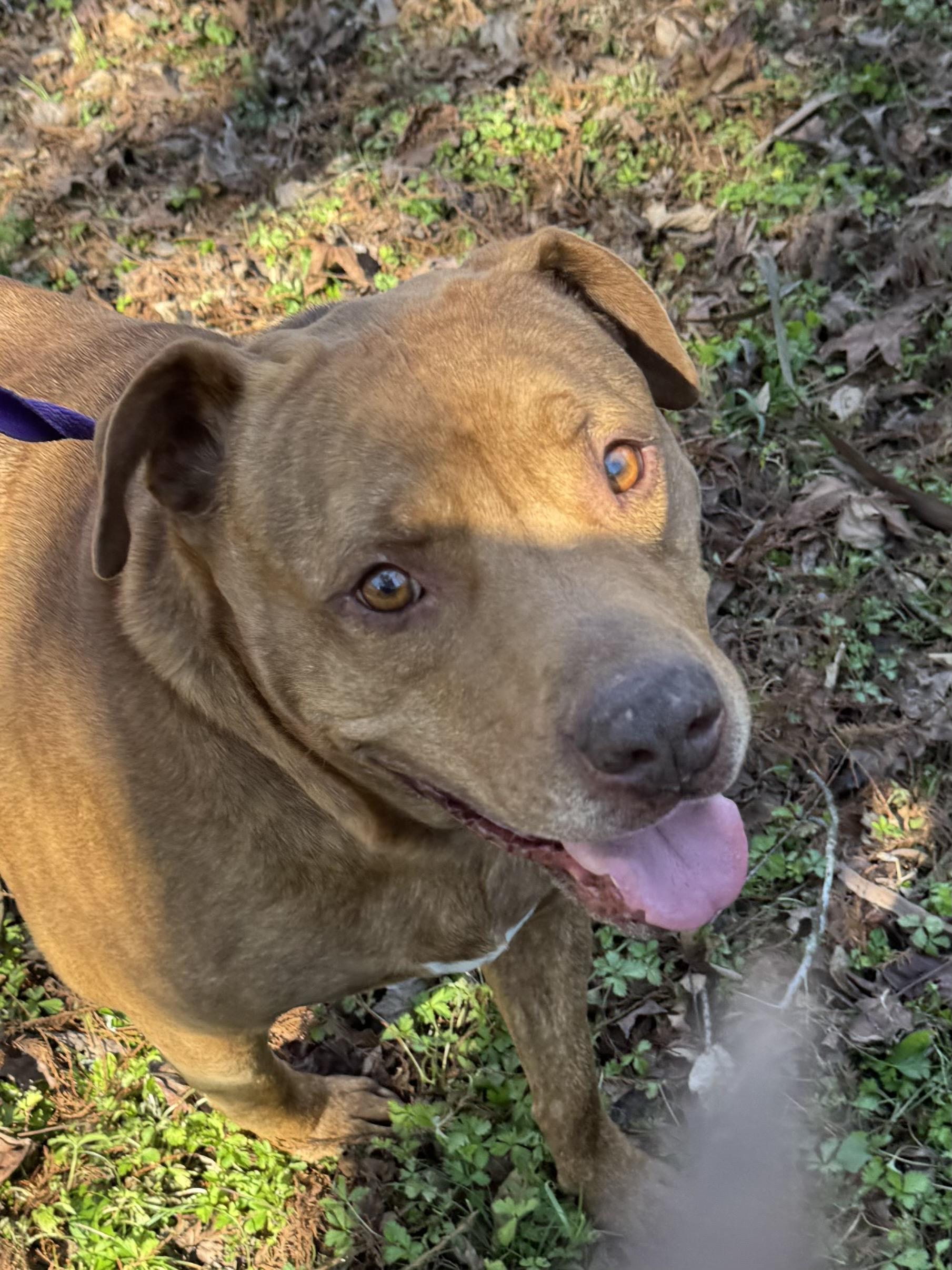 Briskie, a Adoptable mixed breed in Warwick, RI image 3/6