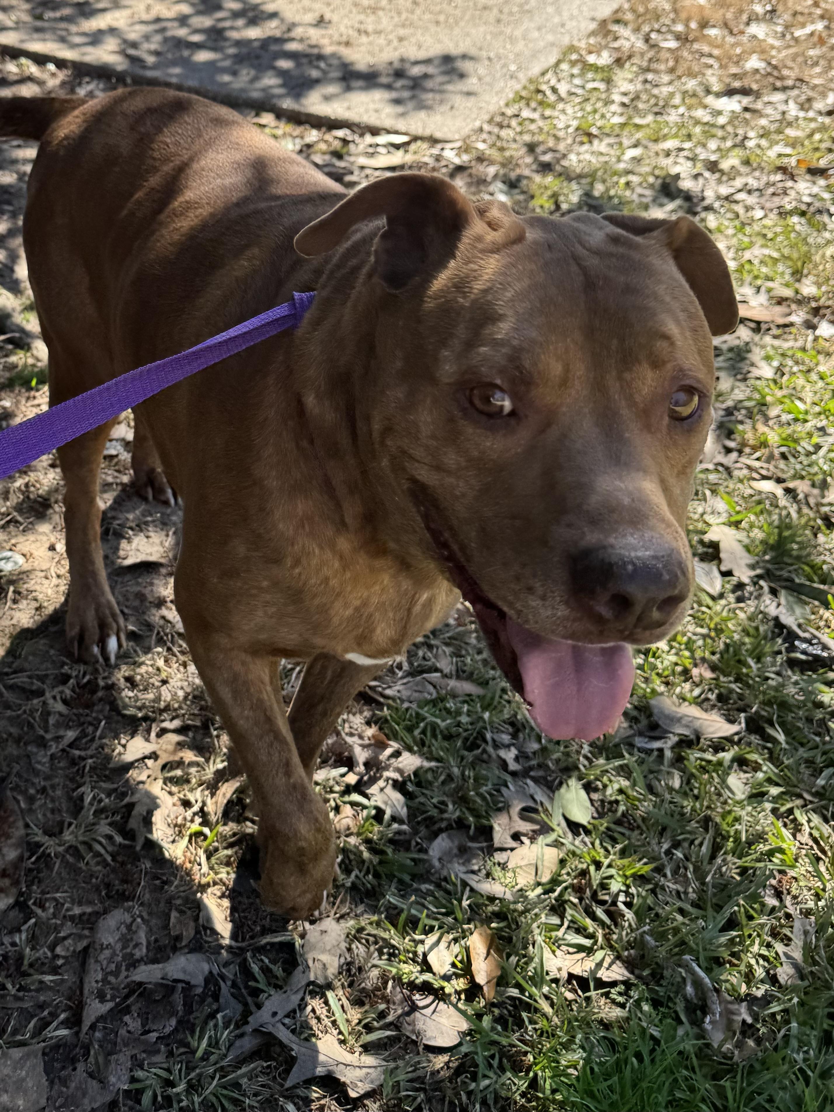 Briskie, a Adoptable mixed breed in Warwick, RI image 6/6