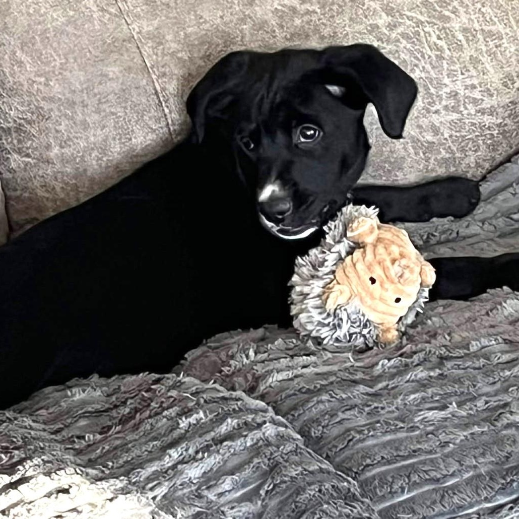 Enlarge Monica, an adopted mixed breed in Rochester, NY image 2/5