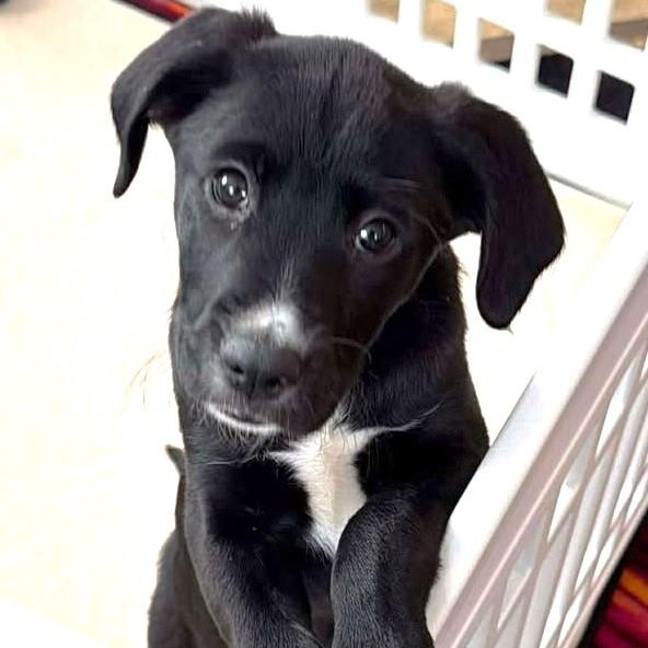 Monica, adopted, Puppy Female Labradoodle & Hound.