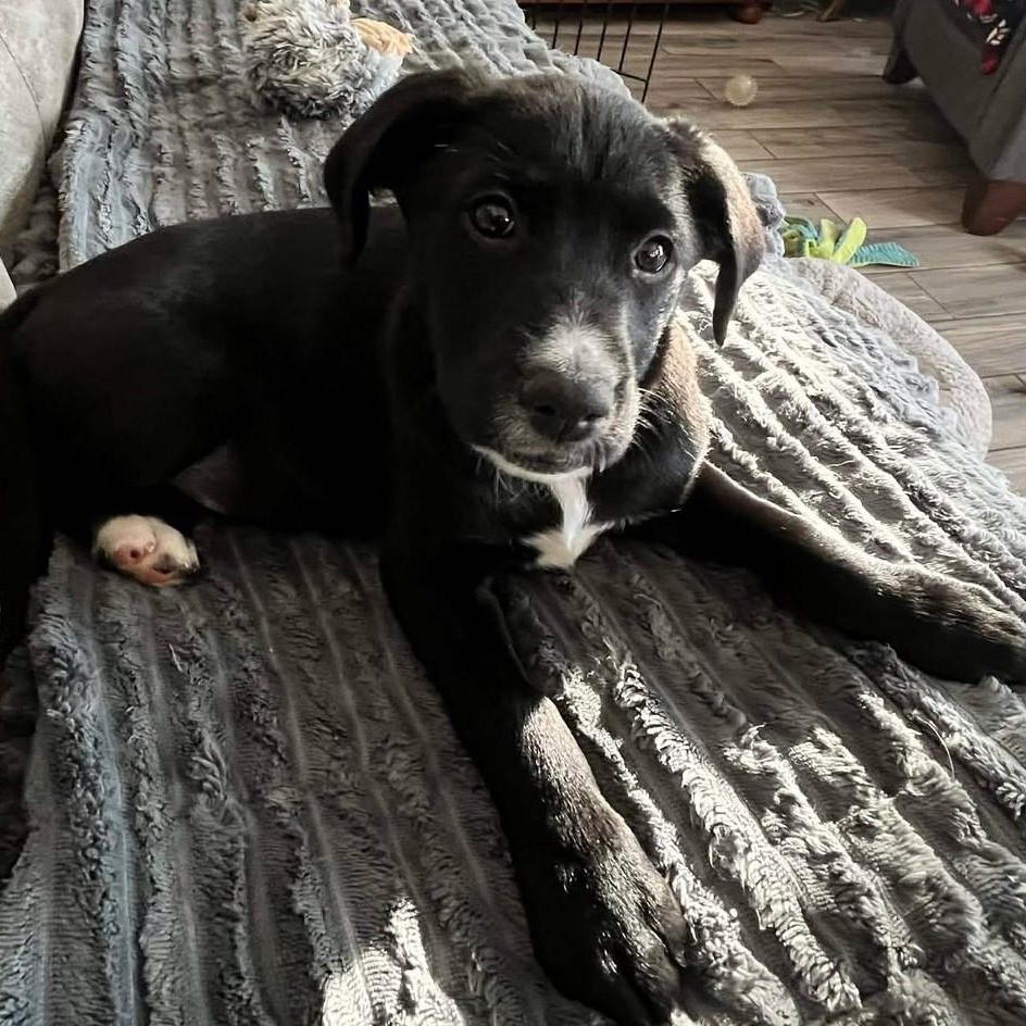 Enlarge Monica, an adopted mixed breed in Rochester, NY image 3/5