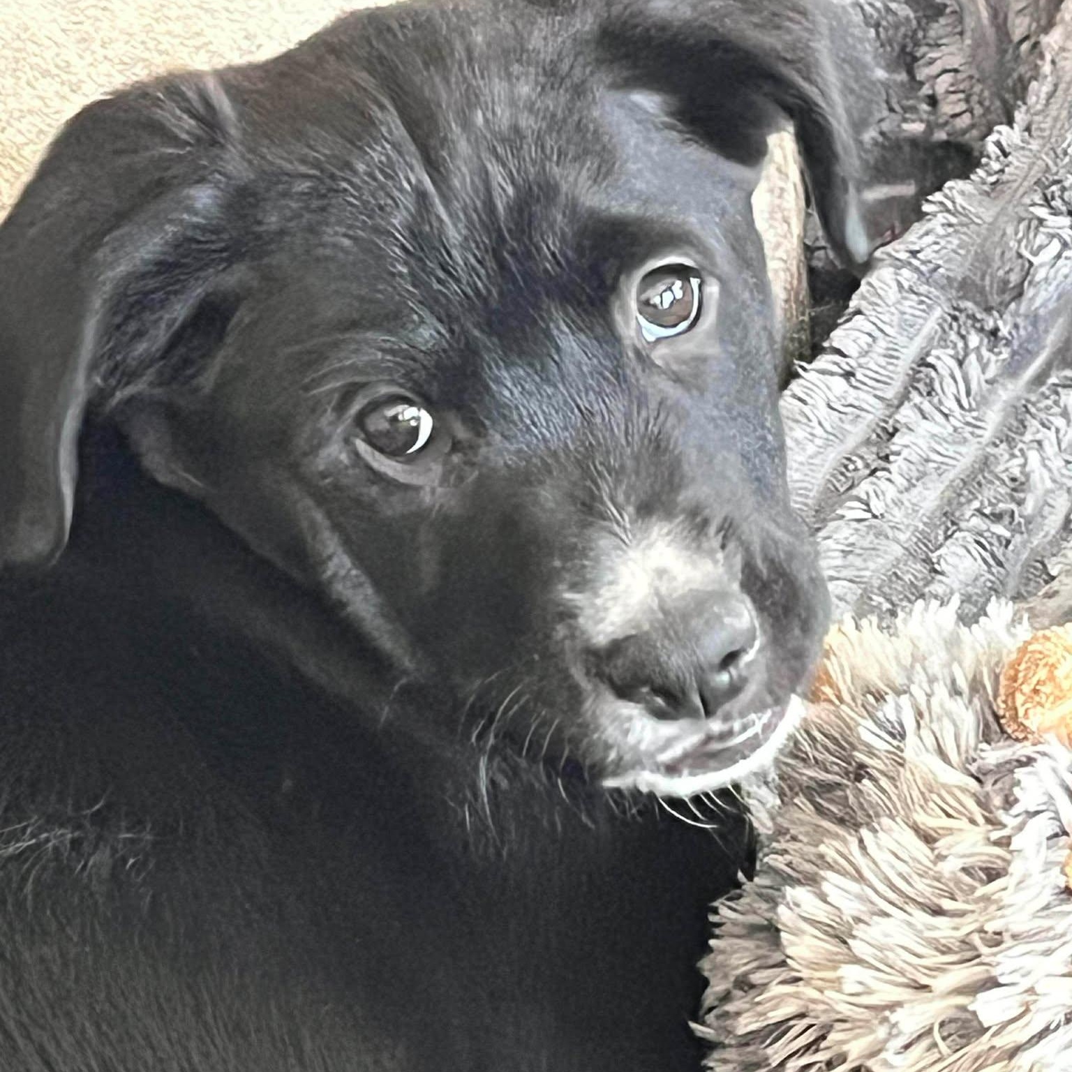 Enlarge Monica, an adopted mixed breed in Rochester, NY image 4/5