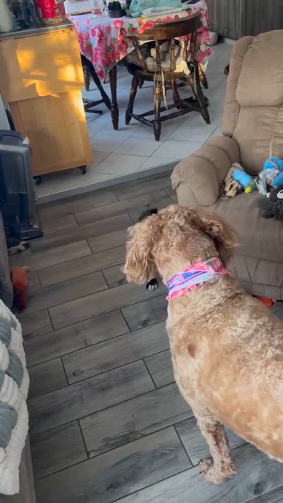 Enlarge Monica, an adopted mixed breed in Rochester, NY video 5/5