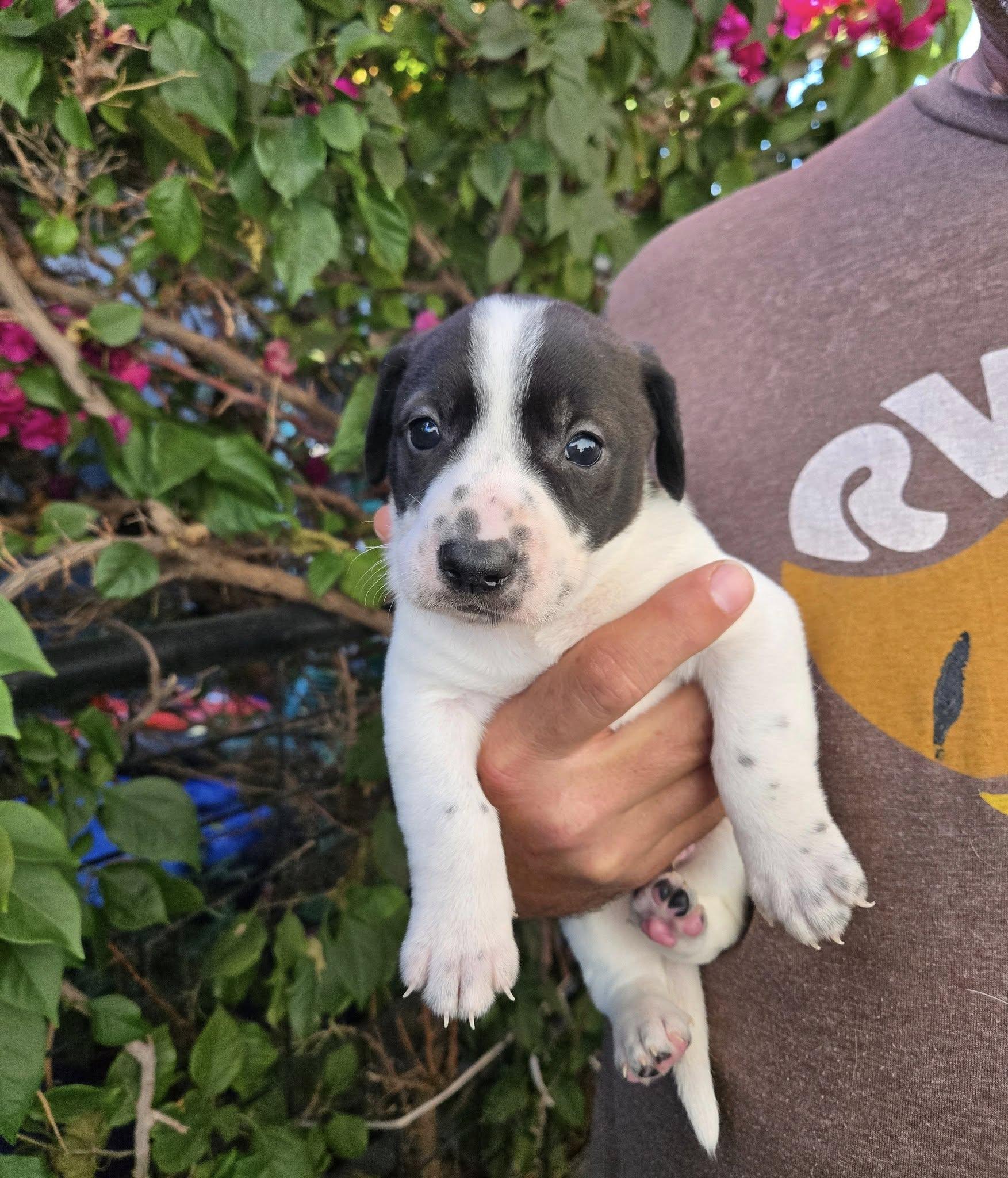 Speck, a ADOPTABLE mixed breed in Phoenix, AZ image 1/3