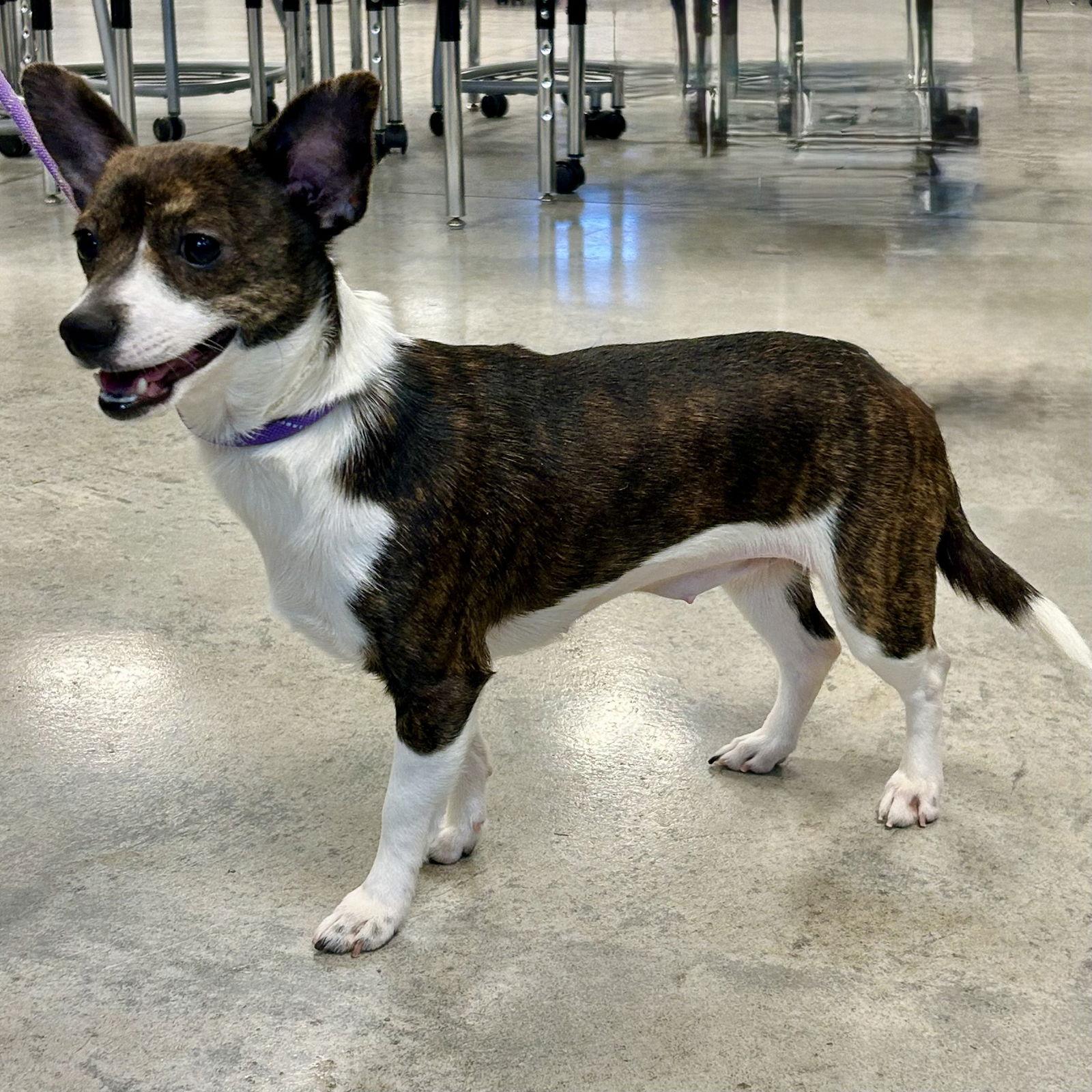 Enlarge Wiggles 2026, a Adopted Terrier in Norwood, OH image 1/1