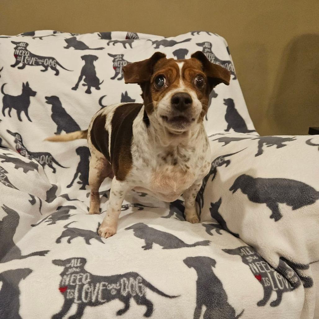 Stucco, Adoptable, Senior Female Beagle.