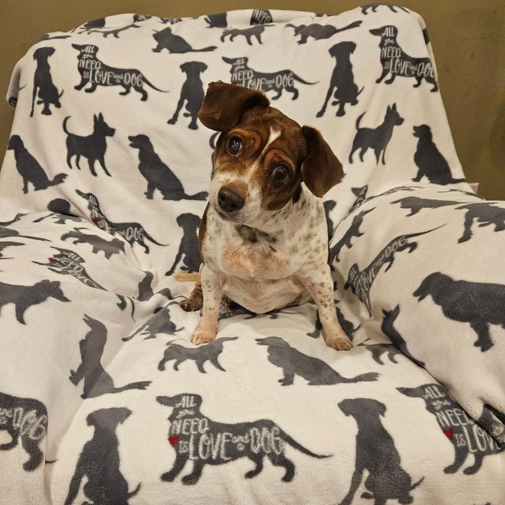 Enlarge Stucco, a Adoptable Beagle in Jackson, MO image 2/6