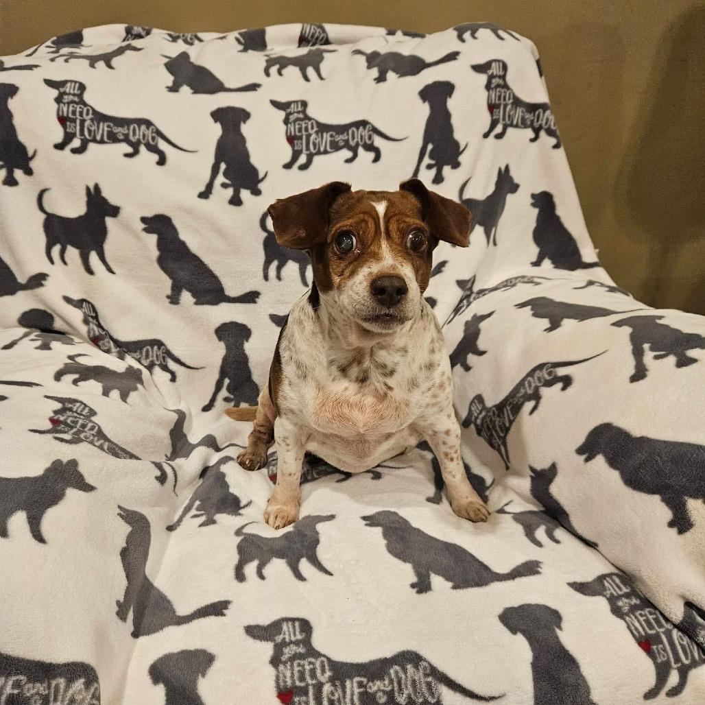 Enlarge Stucco, a Adoptable Beagle in Jackson, MO image 3/6