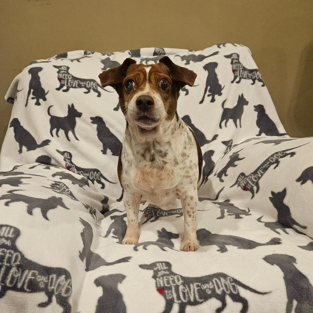 Enlarge Stucco, a Adoptable Beagle in Jackson, MO image 5/6