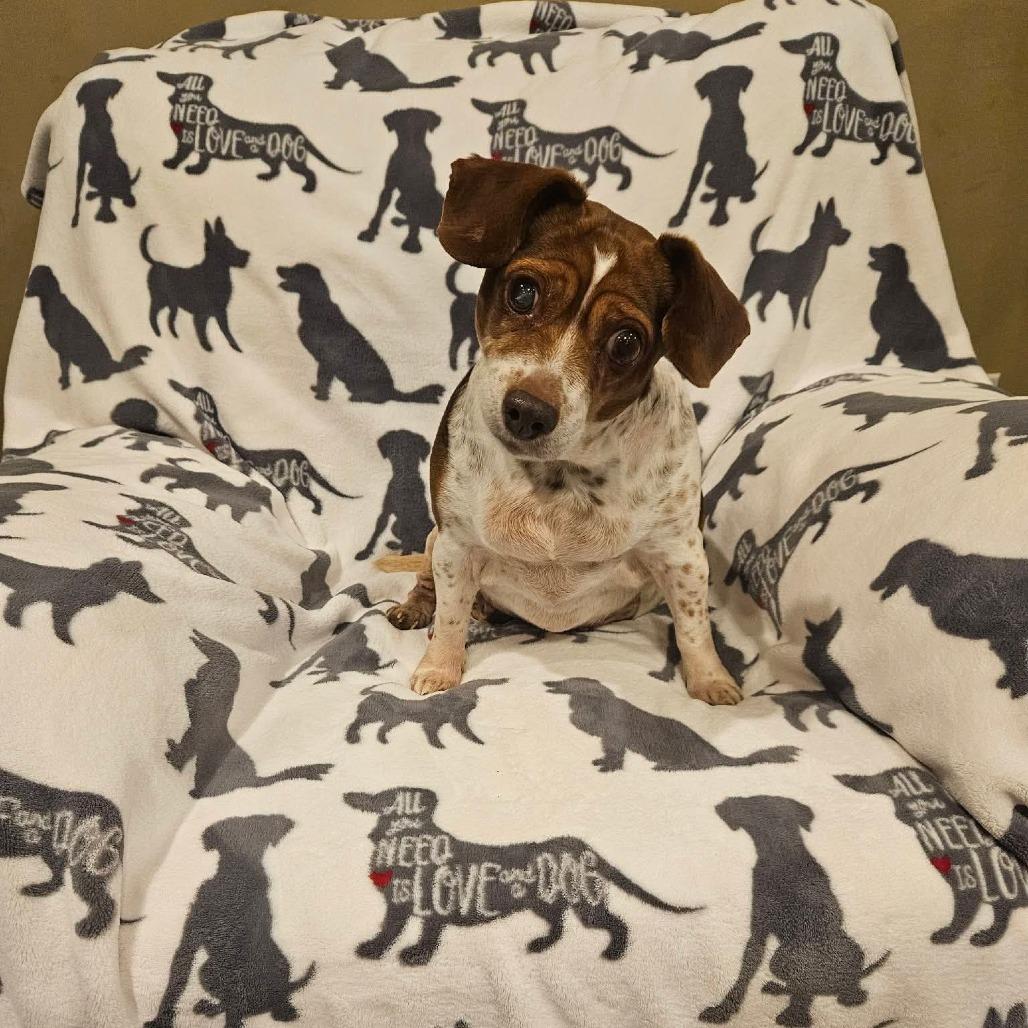 Enlarge Stucco, a Adoptable Beagle in Jackson, MO image 6/6
