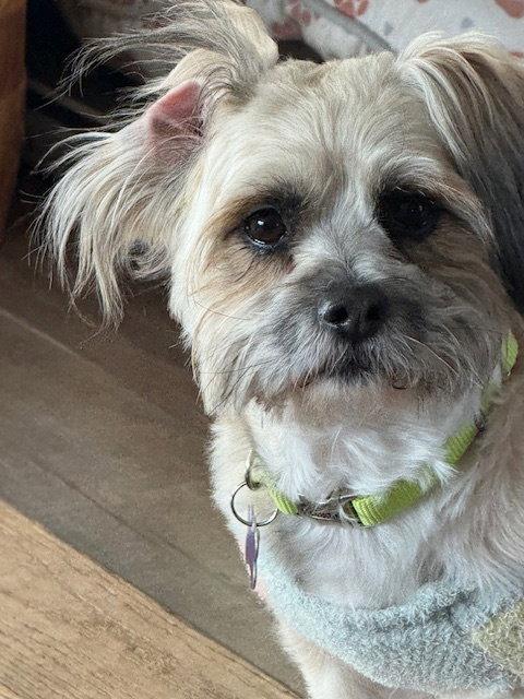 Enlarge Snickers, a Adopted Shih Tzu in East Derry, NH image 3/3