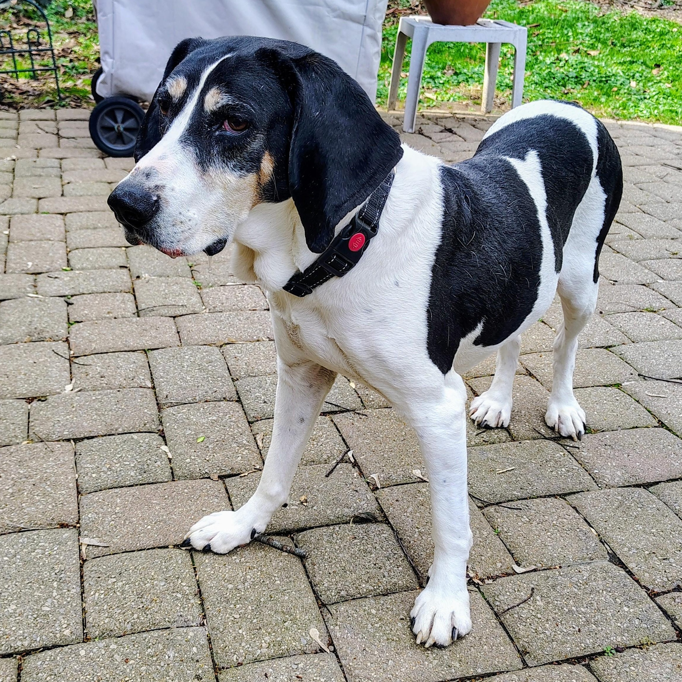 Enlarge Betty, a ADOPTABLE Coonhound in Terrace Park, OH image 2/5