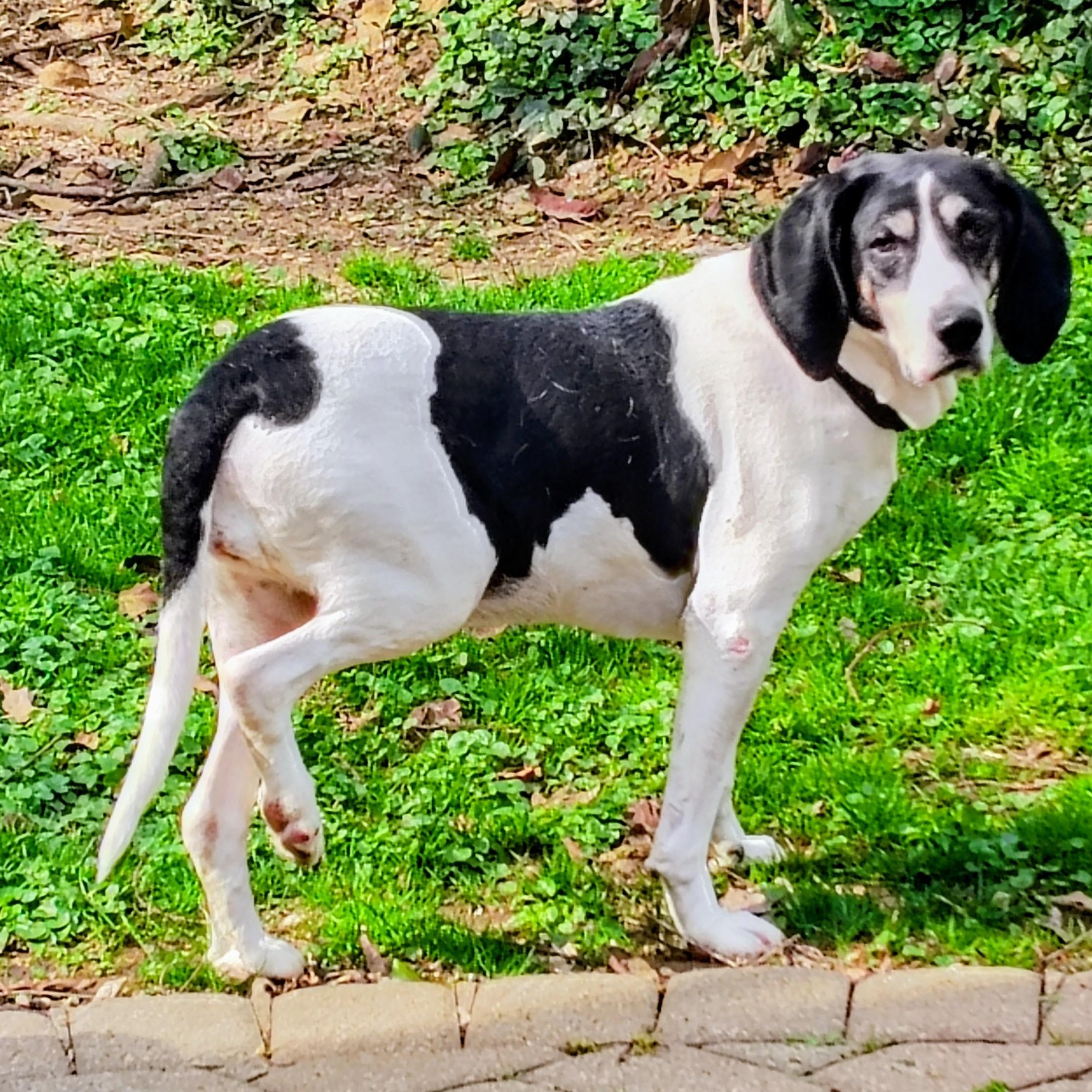 Enlarge Betty, a ADOPTABLE Coonhound in Terrace Park, OH image 1/5