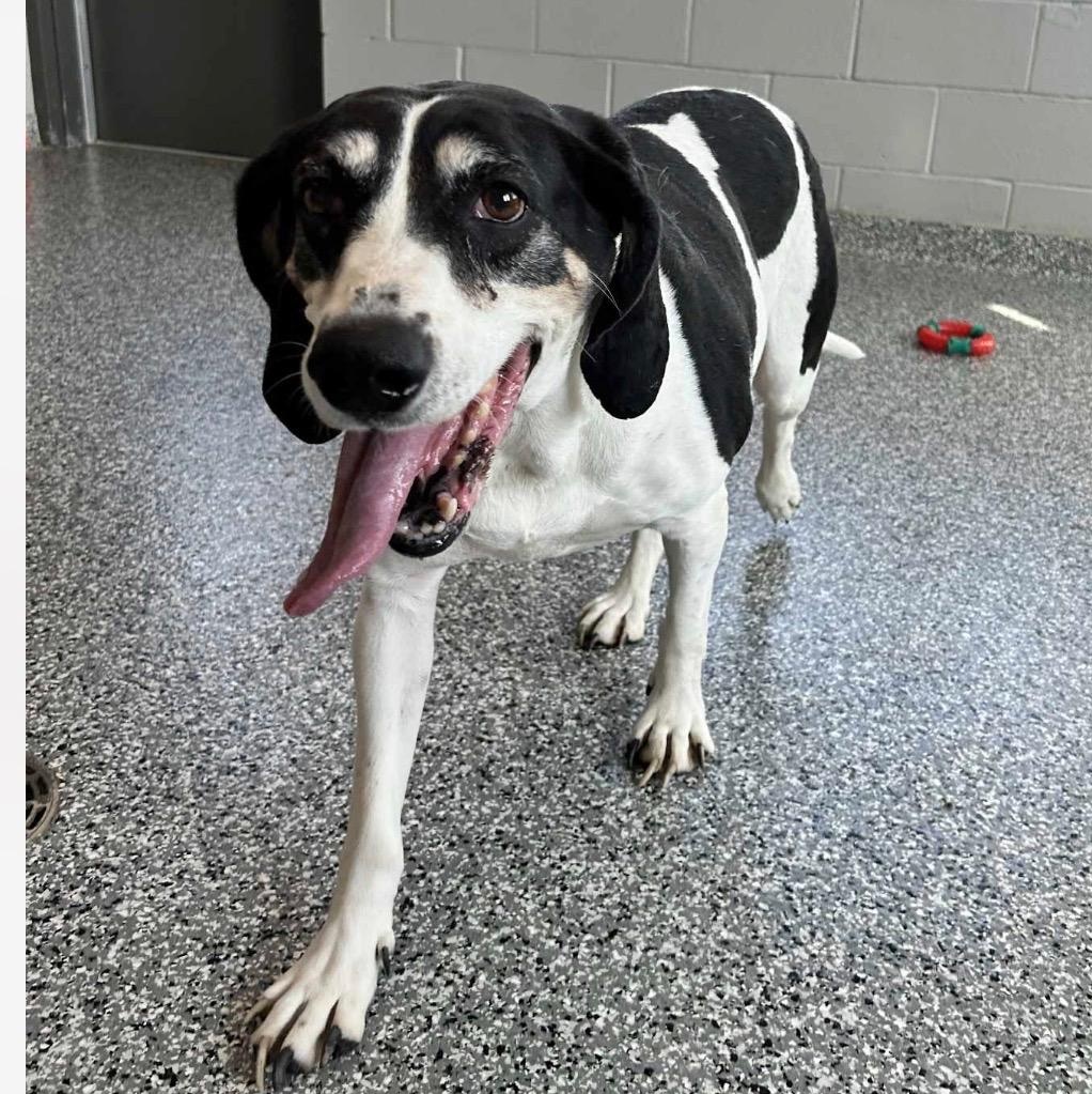 Enlarge Betty, a ADOPTABLE Coonhound in Terrace Park, OH image 4/5