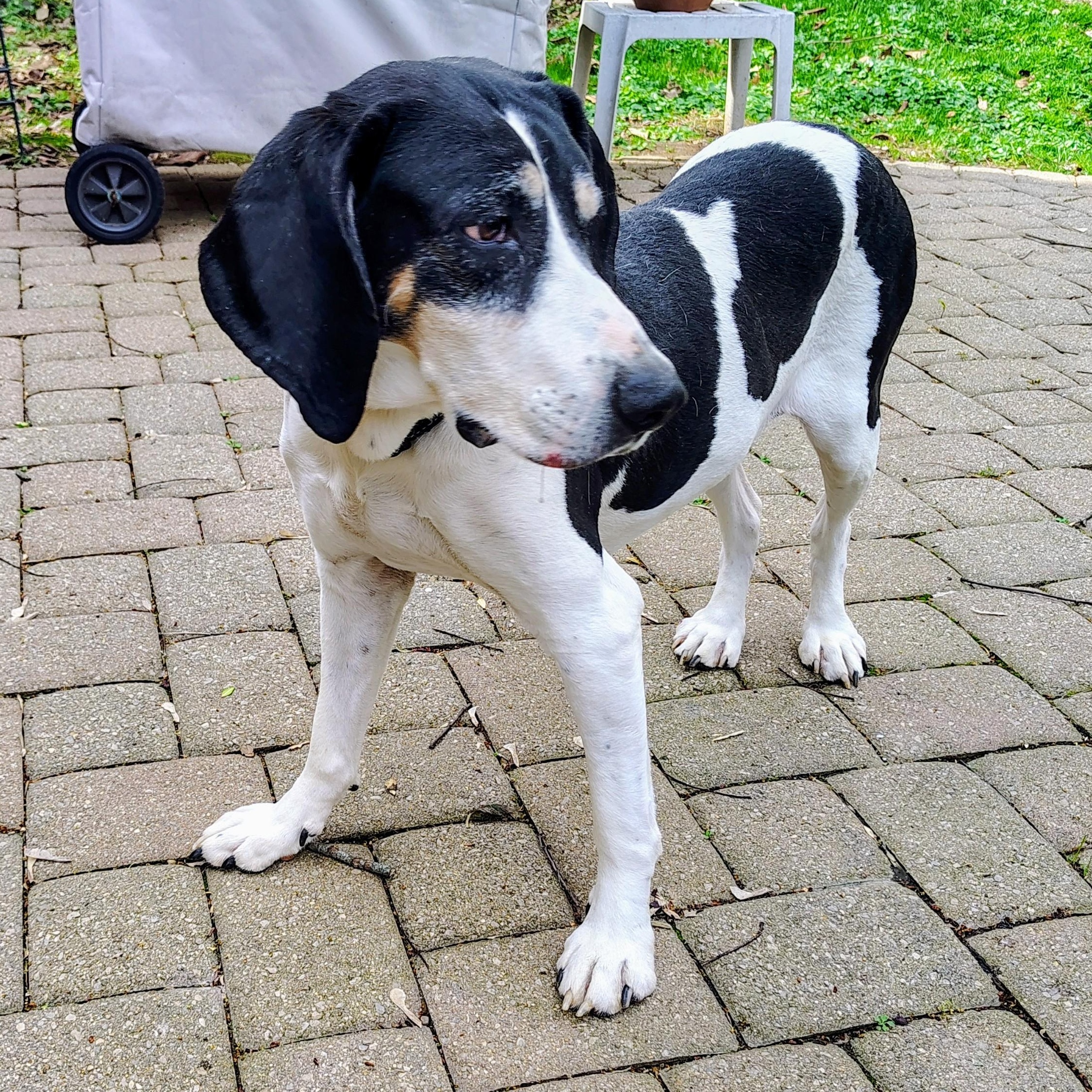 Enlarge Betty, a ADOPTABLE Coonhound in Terrace Park, OH image 3/5