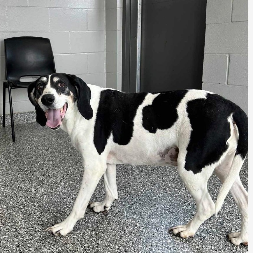 Enlarge Betty, a ADOPTABLE Coonhound in Terrace Park, OH image 5/5