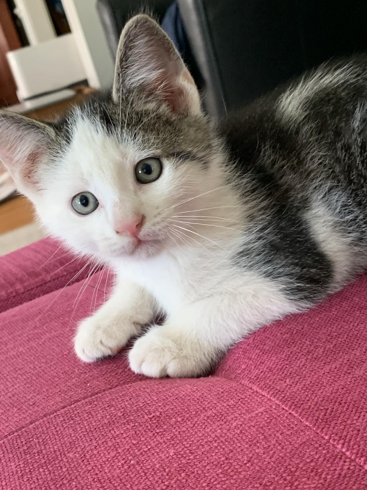 Westfield Homeless Cat Project - bbwypaq