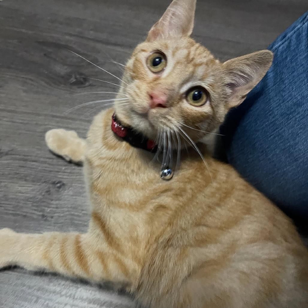 Billy, Adoptable, Kitten Male American Shorthair.