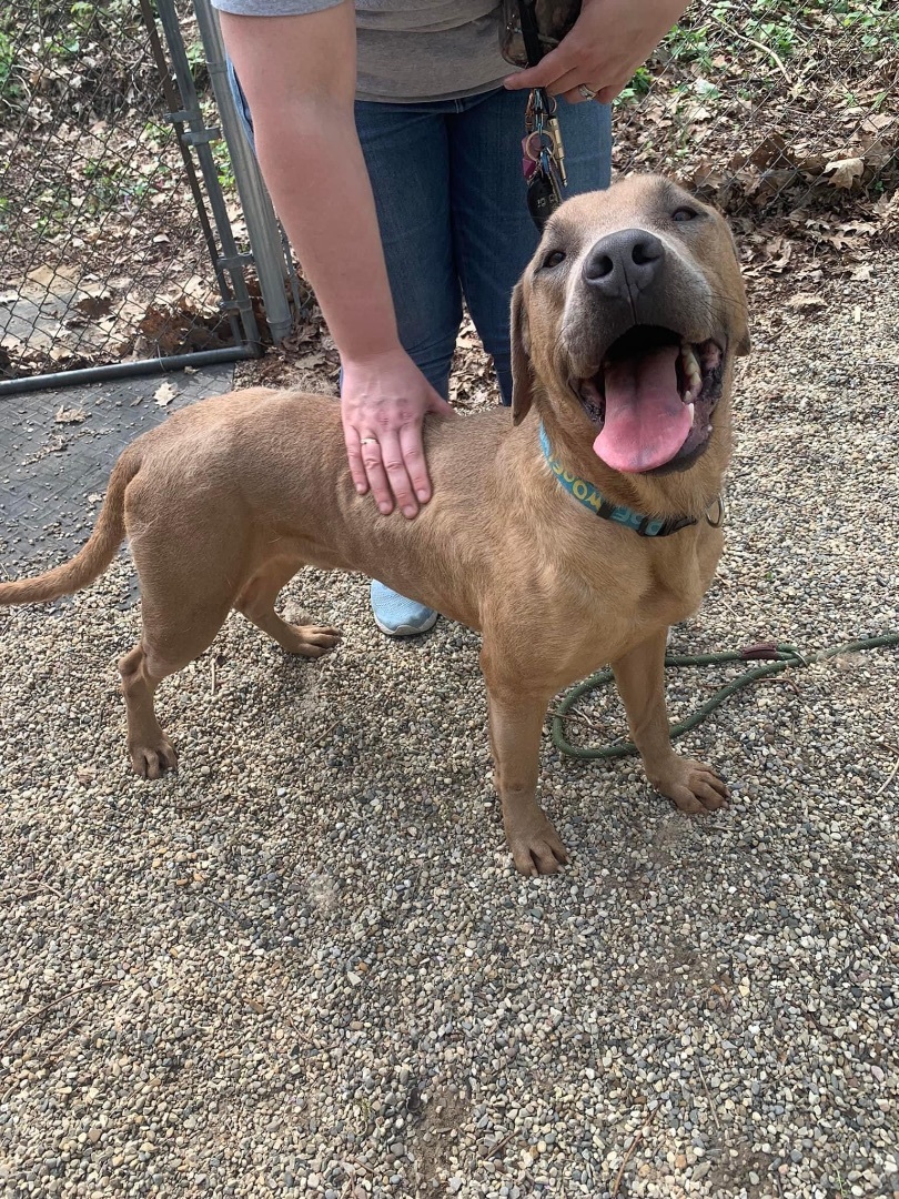 Jethro, Adoptable, Adult Male Coonhound & Mastiff.