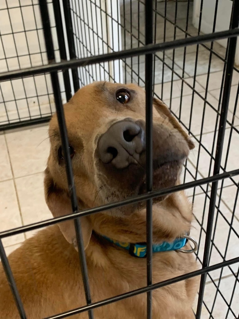 Enlarge Jethro, a Adoptable mixed breed in fennville, MI image 3/3